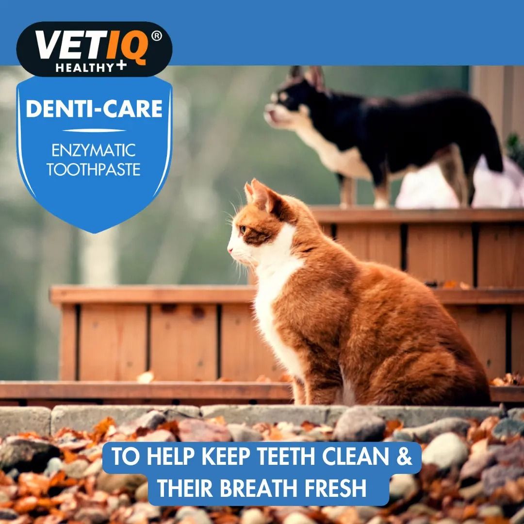 VETIQ Denti-Care Cat & Dog Enzymatic Toothpaste 70g - 70g