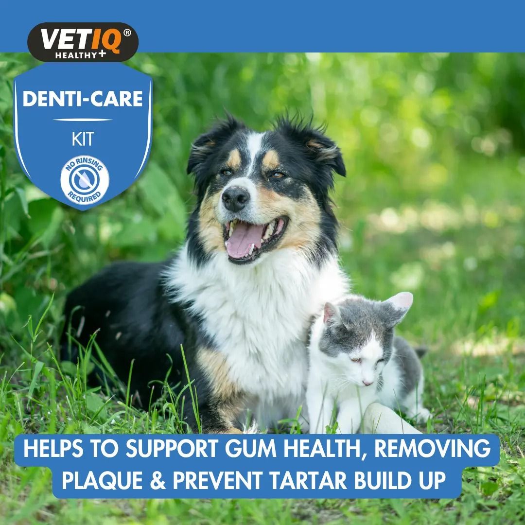 VETIQ Denti-Care Kit for Cats & Dogs Hygiene 70g - 70g