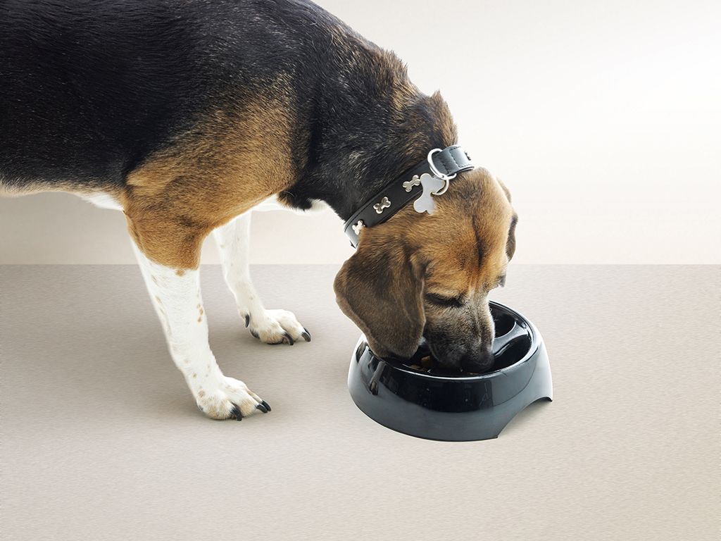 Savic Slow Down Dog Bowl - 3