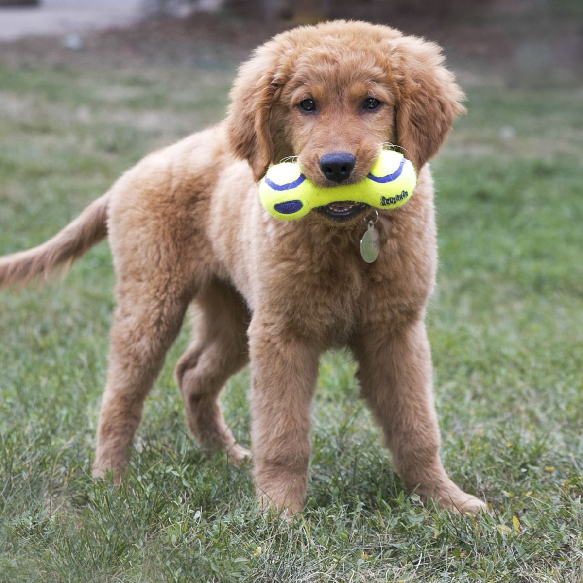 Kong AirDog Squeaker Dumbbell Dog Toy - L