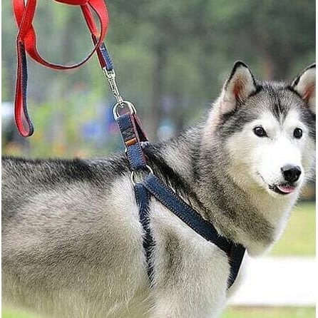 Dog Leash Harness Adjustable & Durable Leash Set & Heavy Duty Denim Dog Leash Collar - large