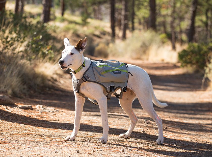 Ruffwear Singletrak Hydration Pack with Built-In Dog Harness - M