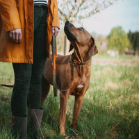Hunter Wolmar BioThane x Leather Training Dog Leash - Khaki-Orange 16/200