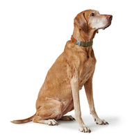 Hunter Wolmar Alu-Strong BioThane x Leather Dog Collar - Khaki-Orange Medium