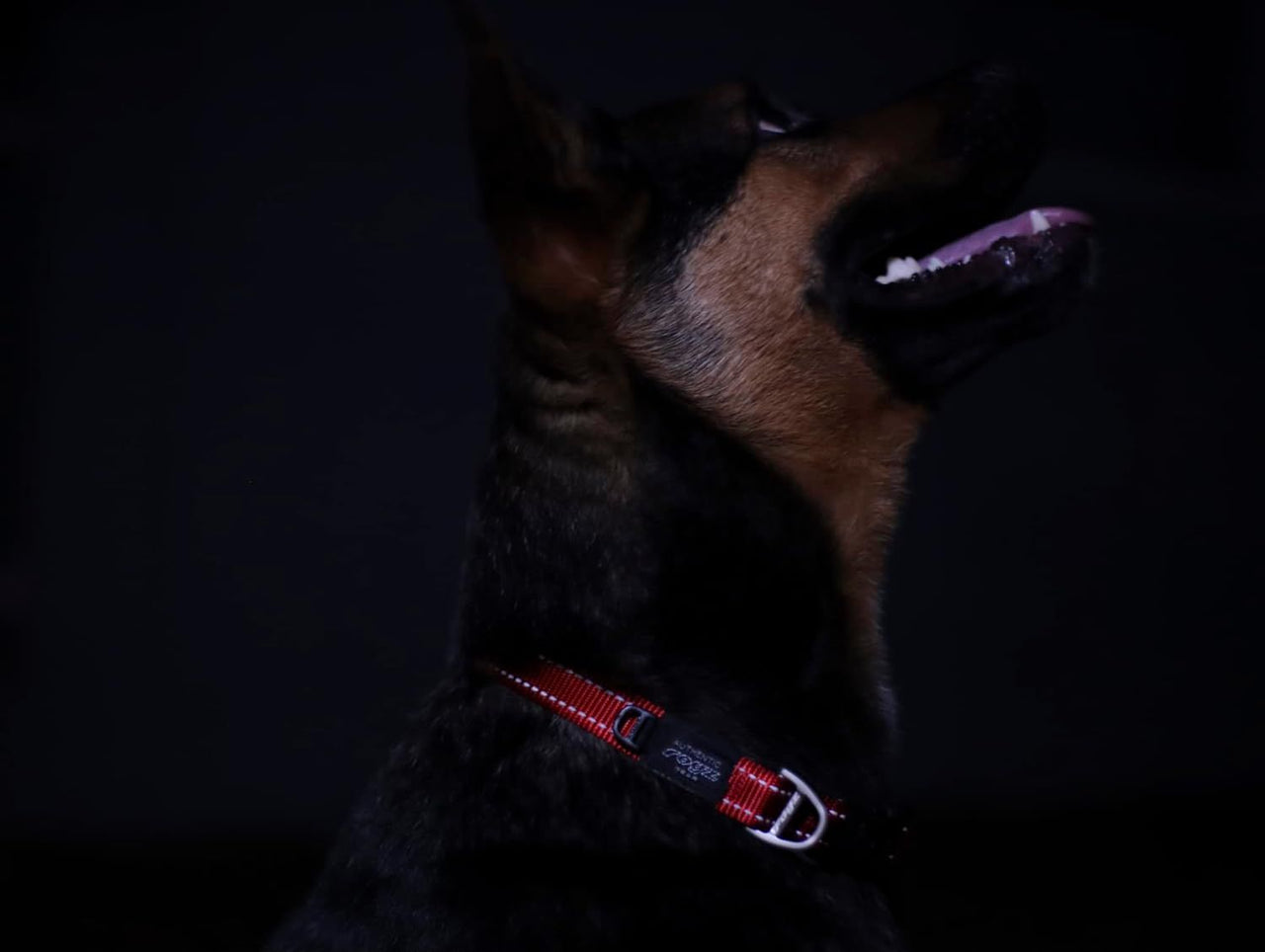 Rogz Utility Reflective Stitching Dog Collar - CHOCOLATE X-Large
