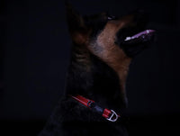 Rogz Utility Reflective Stitching Dog Collar - CHOCOLATE X-Large