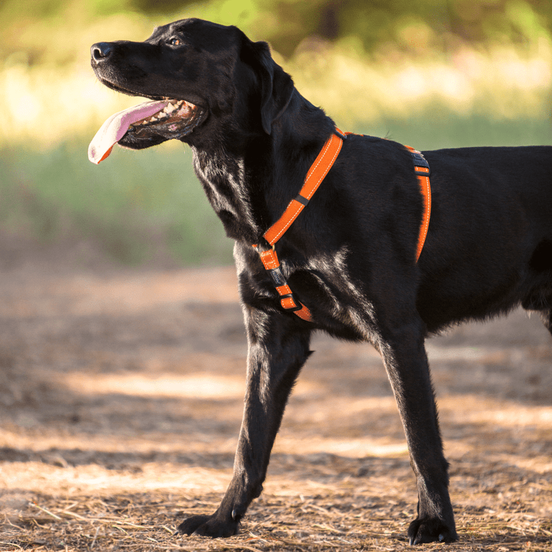 Rogz Utility Reflective Stitching Dog Harness - CHOCOLATE Small