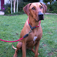 Thumbnail for Rogz Rope Dog Leash - BLACK Large