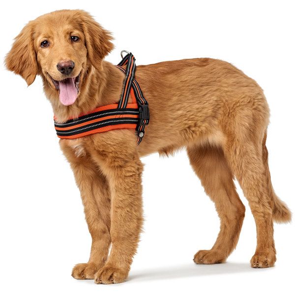 Hunter Meldal Dog Harness - ORANGE