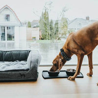Thumbnail for Hunter Divo Dog Collar  - Grey Large
