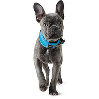 Thumbnail for Hunter Divo Dog Collar  - LIGHT BLUE Medium