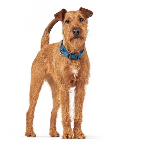 Hunter London Dog Collar - DARK BLUE L/XL