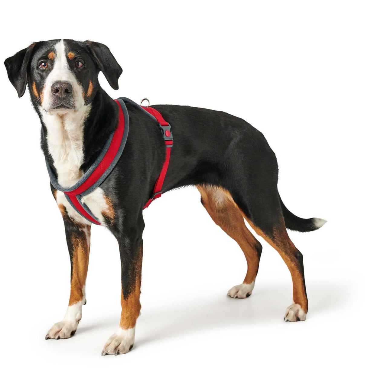 Hunter London Dog Harness  - RED S-M 52