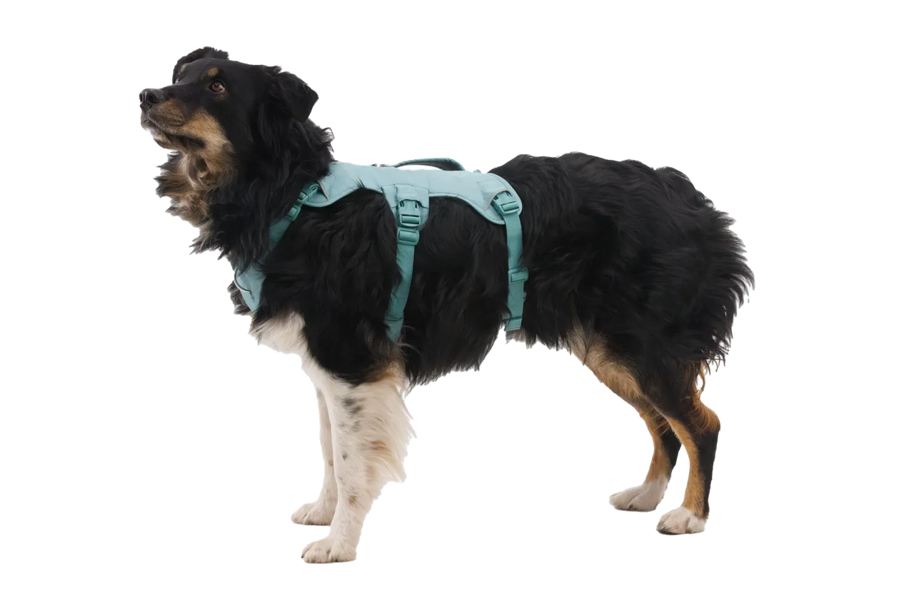 Ruffwear WebMaster Dog Harness - Red Canyon XS