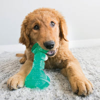 Thumbnail for Kong Squeezz Dental Bone Dog Toy - Medium