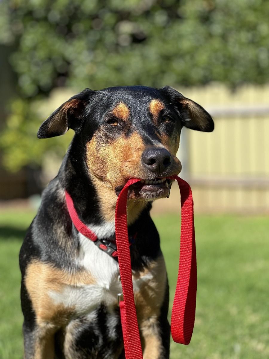 Flamingo Art Sportiv Nylon Dog Leash - Orange 10MM