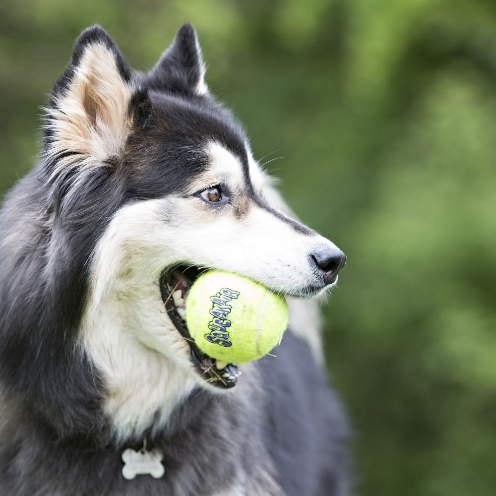 Kong Squeakair Ball Dog Toy - Medium
