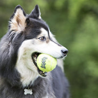 Thumbnail for Kong Squeakair Ball Dog Toy - X-Small