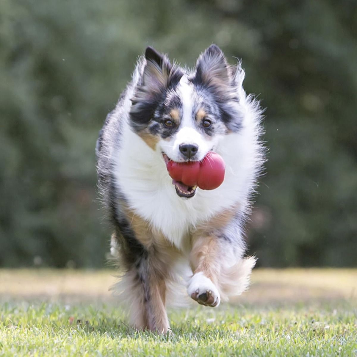 Kong Classic Dog Toy - XS