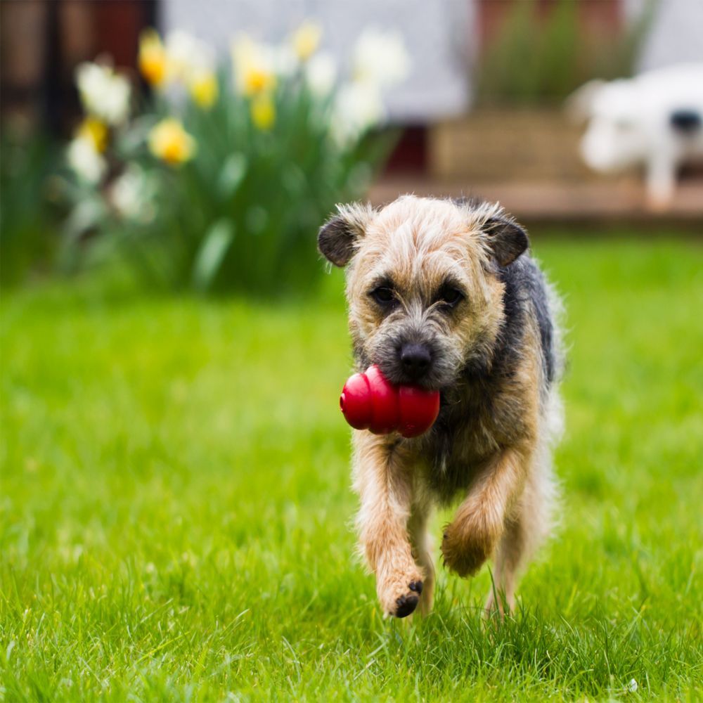 Kong Classic Dog Toy - M