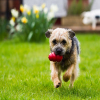 Thumbnail for Kong Classic Dog Toy - M