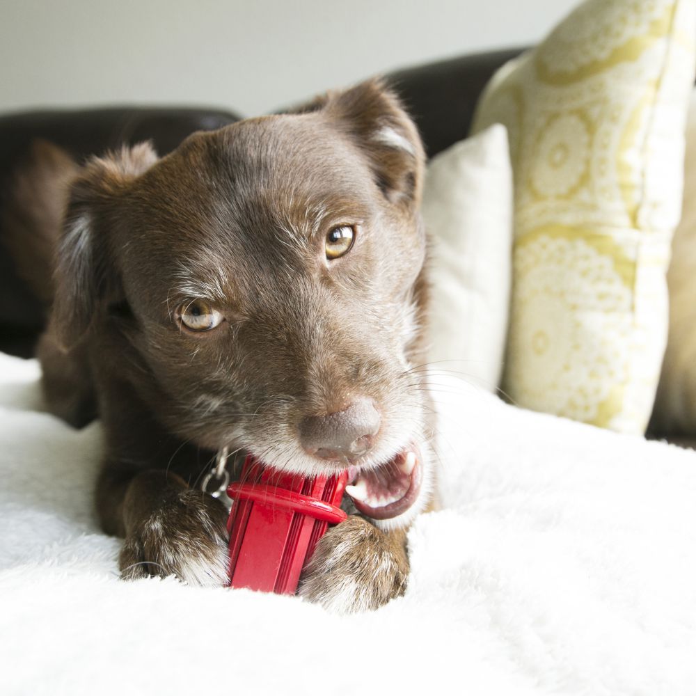 Kong Dental Stick Dog Toy - L