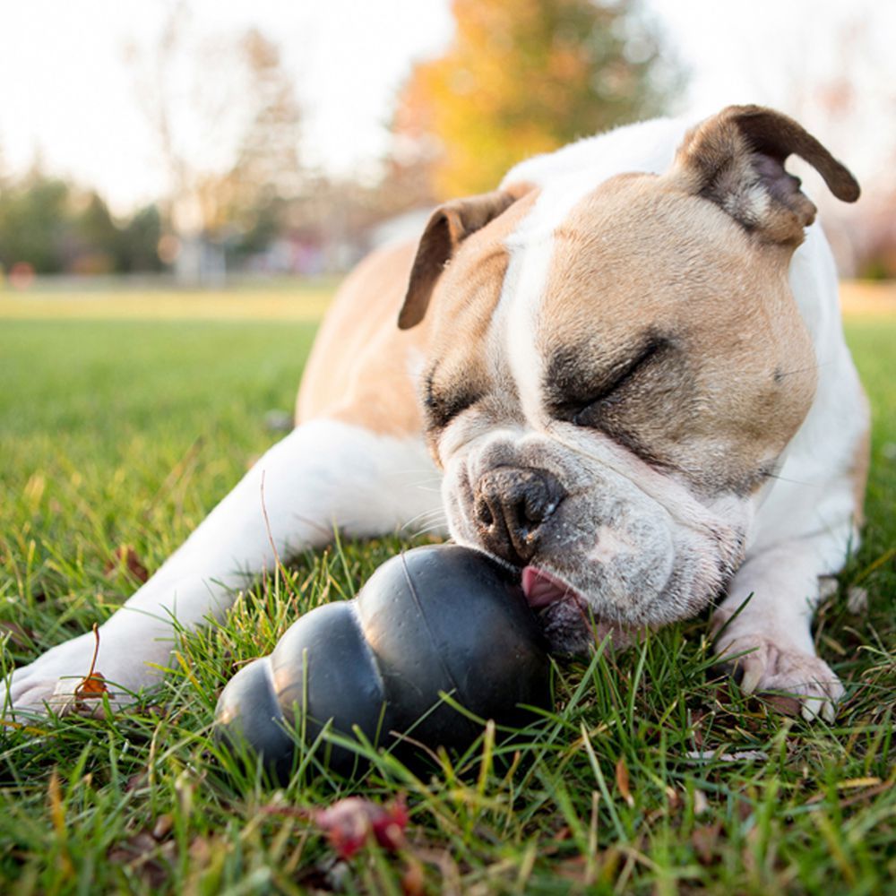 Kong Extreme Dog Toy - L