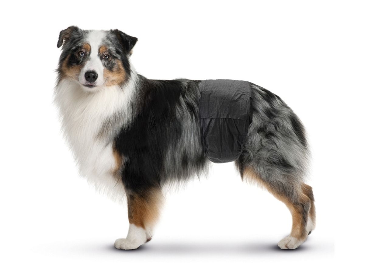 Savic Male Nappy Disposable Dog Diapers 12pcs - Medium