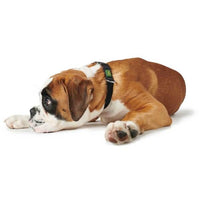 Thumbnail for Hunter Vario Basic Dog Collar - Black Small