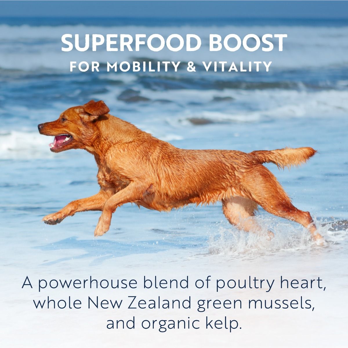 ZIWI Peak Air-Dried Chicken Recipe Dry Dog Food - 1kg