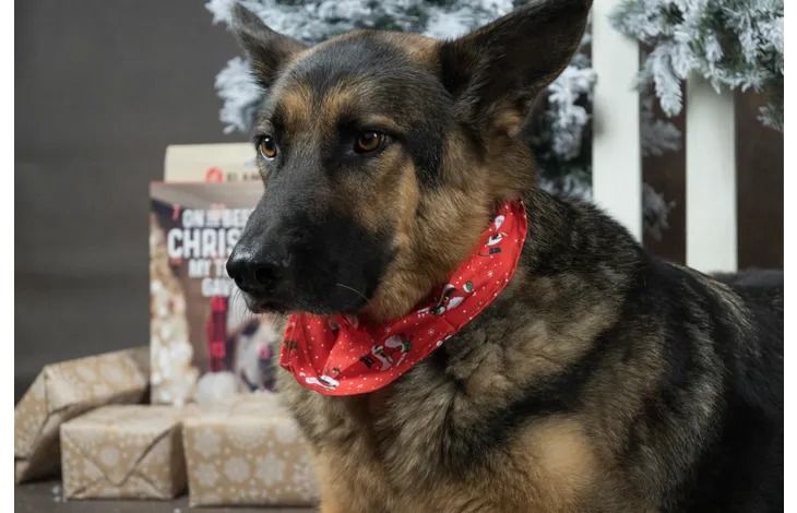 Flamingo Mik Red Christmas Dog Bandana - Red