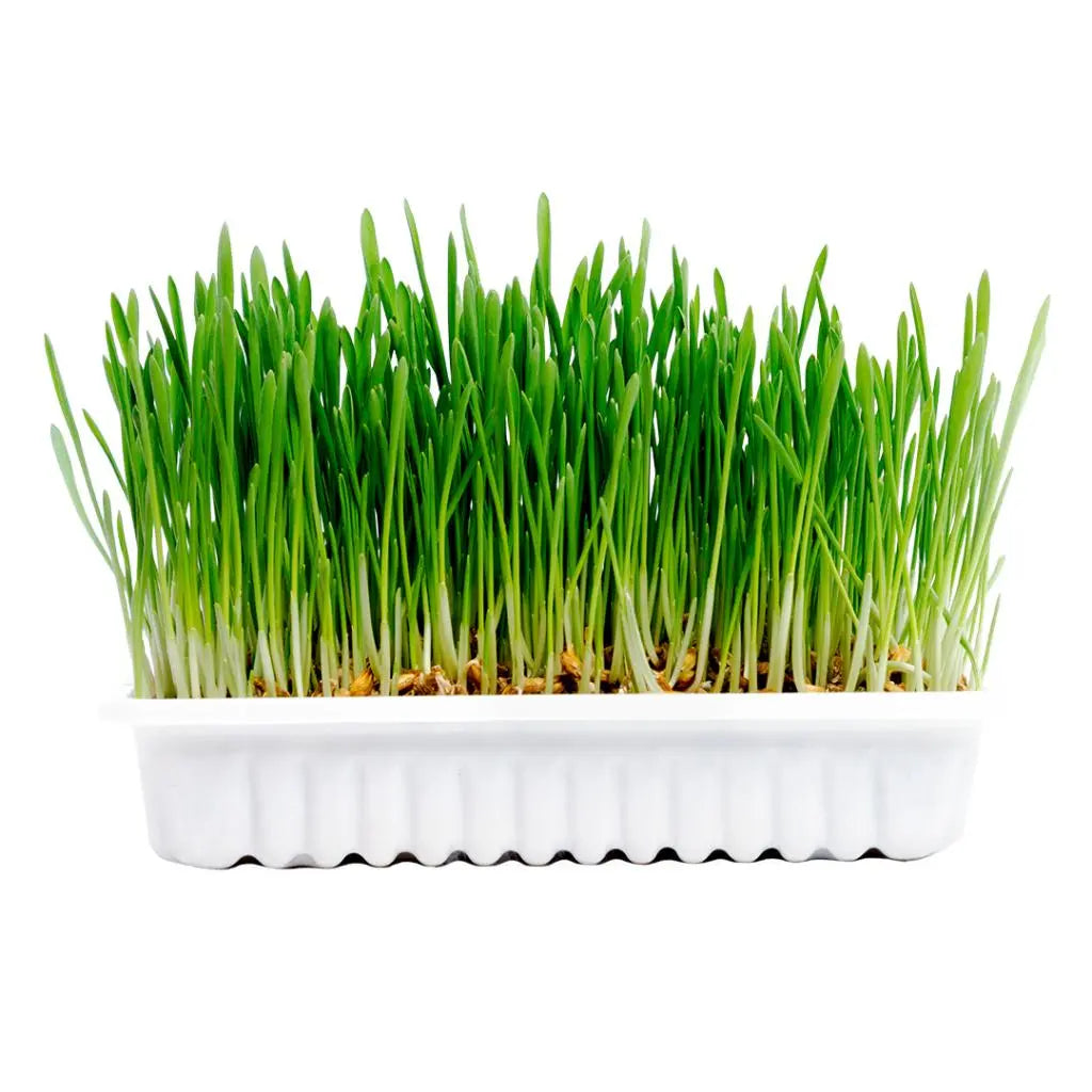 Duvo+ Cat Grass Kit - 70g - 17,5x13x3cm