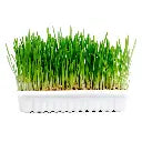 Duvo+ Cat Grass Kit - 70g - 17,5x13x3cm