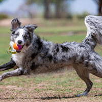 Thumbnail for Kong Squeakair Birthday Ball Dog Toy - M