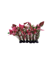 Thumbnail for Camry Artificial Aquarium Plant Assorted (6pcs) 4 inch