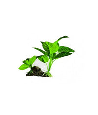 Thumbnail for Yusee Aquarium Decoration - Artificial Plant - YS-19508[Dimension - 15 x 5 x 21cm]