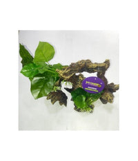 Thumbnail for Yusee Aquarium Decoration - Artificial Plant - YS-19513[Dimension - 26 x 14 x 24cm]