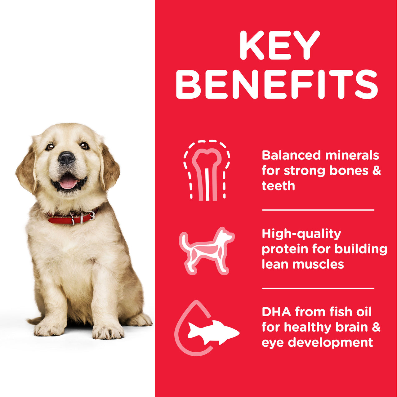 Hill’s Science Plan Large Breed Puppy Food With Chicken (2.5kg) (EXP: 10.25)