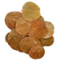 Orchid Tree Leaves 25/pk