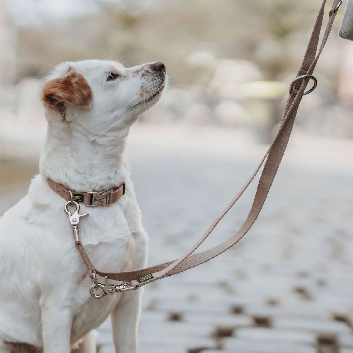Hunter Inari Adjustable Training Dog Leash - Beige 20/200