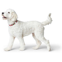 Hunter Inari Vario Basic Alu-Strong Dog Collar - Pastel Red Large