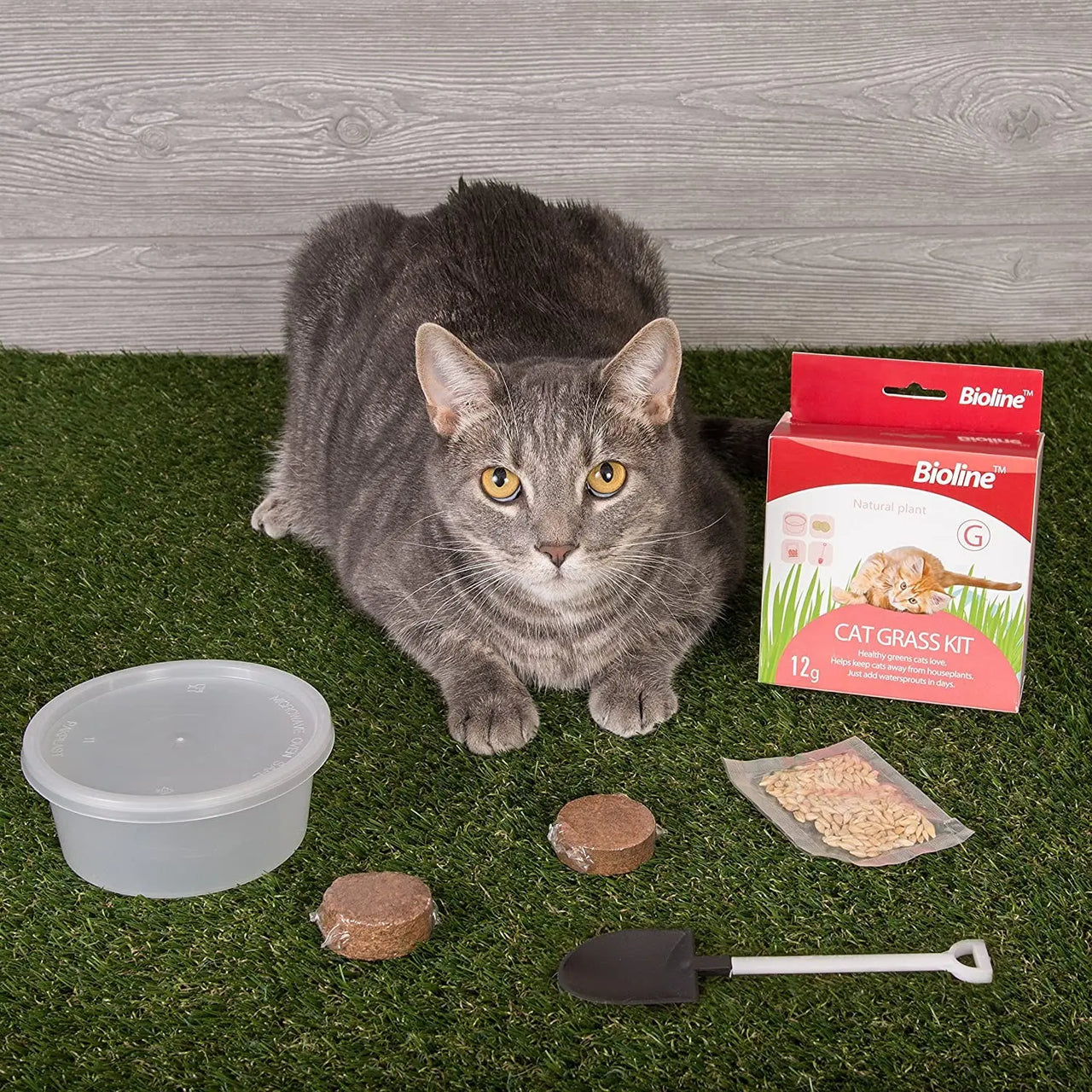 Bioline Catgrass Kit 12g[Weight - 12g, Dimension - 5.4 x 13.4 x 12.2cm]