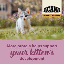 Acana Highest Protein Grain-Free Complete Kitten Dry Food 1.8kg - 1.8kg