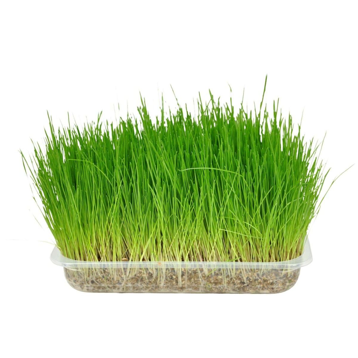 Flamingo Cat Grass Seed Herba -