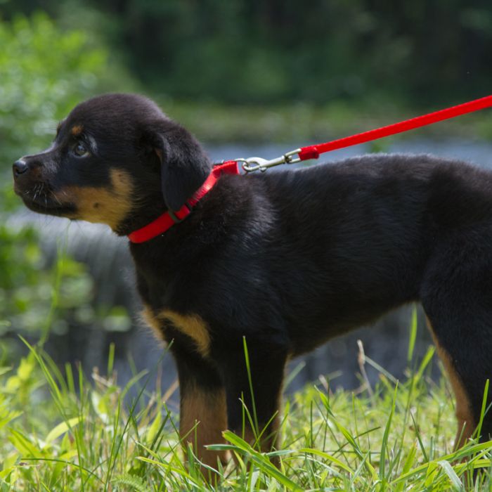 Basic Solids Padded Handle Dog Leash 4ft - black