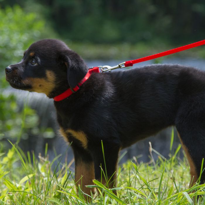 Basic Solids Padded Handle Dog Leash 4ft - 1" wide - orange