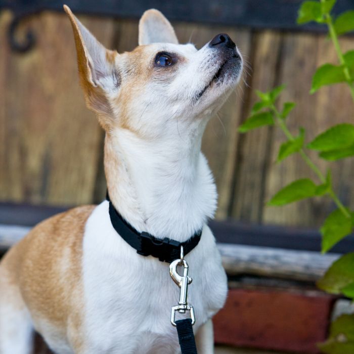 Basic Solids Padded Handle Dog Leash 4ft - orange