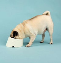 Thumbnail for Scruffs Icon Flat Faced Dog Bowl 18cm - Cream