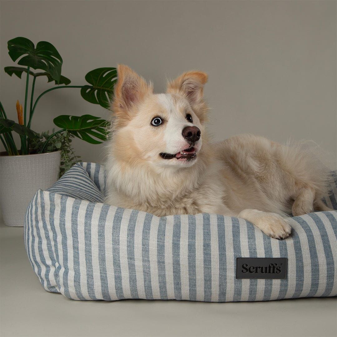 Scruffs Coastal Box Dog Bed - Blue X-Large