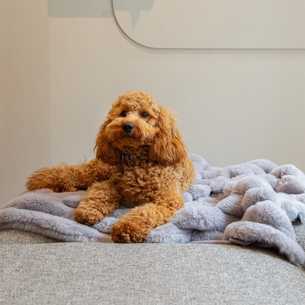 Scruffs Aspen Pet Blanket - Grey Medium